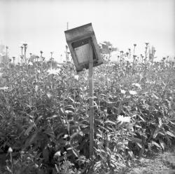 Opération Boite aux Lettres