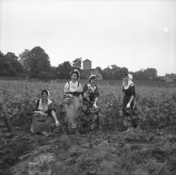 [Les membres de la chorale prennent la pose dans le vignoble]