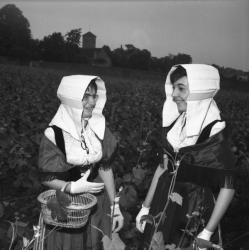 [Les membres de la chorale prennent la pose dans le vignoble]