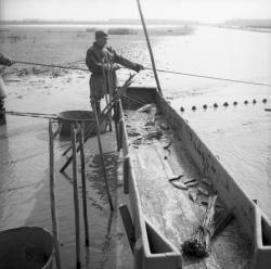 [Quelques poissons dans la gruyère]