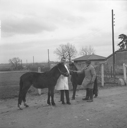 [Le Professeur Christiaan Barnard à Lyon]