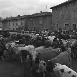 Foire à Riverie, le monde paysan