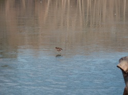 Parc de la Tête-d'Or par -8°C