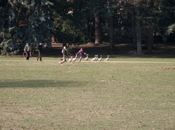 Parc de la Tête-d'Or par -8°C