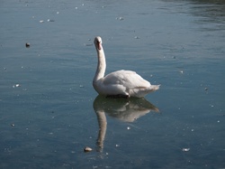 Parc de la Tête-d'Or par -8°C