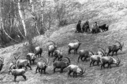 [Réintroduction des bouquetins dans le parc national des Ecrins]