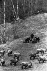 [Réintroduction des bouquetins dans le parc national des Ecrins]