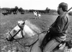 [Elevage de taureaux du domaine du Cara à Monthieux (Ain)]