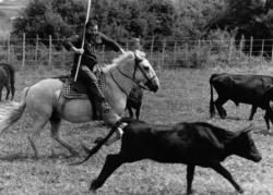 [Elevage de taureaux du domaine du Cara à Monthieux (Ain)]