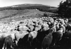 [Transhumance de Rémuzat aux pâturages de Combeau (Drôme)]