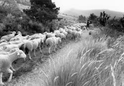 [Transhumance de Rémuzat aux pâturages de Combeau (Drôme)]