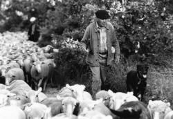 [Transhumance de Rémuzat aux pâturages de Combeau (Drôme)]