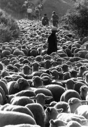 [Transhumance de Rémuzat aux pâturages de Combeau (Drôme)]