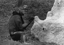 [Les chimpanzés du Parc zoologique de Saint-Martin-la-Plaine (Loire)]