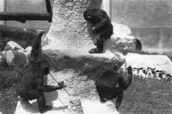 [Les chimpanzés du Parc zoologique de Saint-Martin-la-Plaine (Loire)]