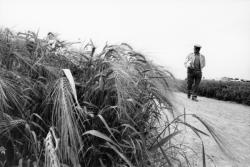 [Manifestation agricole "Optimum grandes cultures" à Satolas]