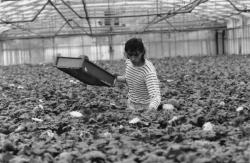 [Société horticole du Bugey (SHB)]