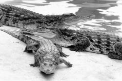 [La ferme aux crocodiles à Pierrelatte]