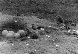 [Naissance d'autruchons au Parc des oiseaux de Villars-les-Dombes]