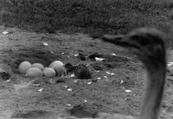 [Naissance d'autruchons au Parc des oiseaux de Villars-les-Dombes]