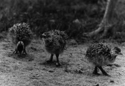 [Naissance d'autruchons au Parc des oiseaux de Villars-les-Dombes]