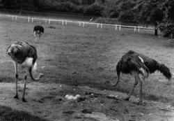 [Naissance d'autruchons au Parc des oiseaux de Villars-les-Dombes]