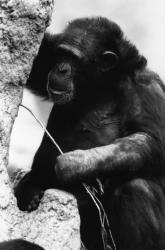 [Les chimpanzés du Parc zoologique de Saint-Martin-la-Plaine (Loire)]