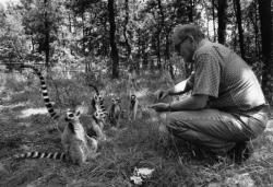 [Les makis cattas du Safari de Peaugres]