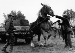 [11e Fête du cheval de Morancé (1991)]