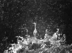 [Hérons du Parc des oiseaux de Villars-les-Dombes]