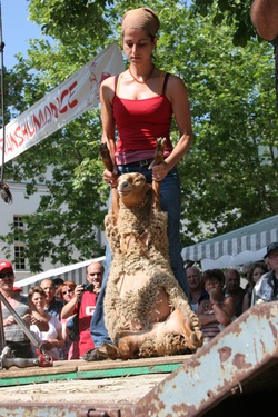 [Fête de la transhumance de Die : démonstration de tonte]