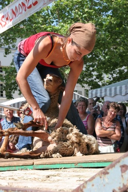 [Fête de la transhumance de Die : démonstration de tonte]