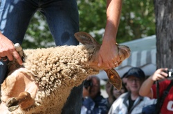 [Fête de la transhumance de Die : démonstration de tonte]