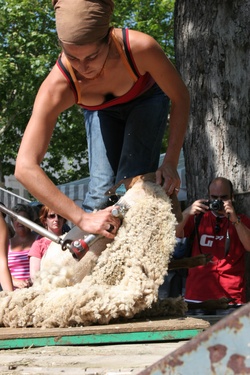 [Fête de la transhumance de Die : démonstration de tonte]