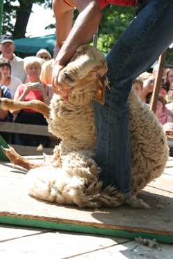 [Fête de la transhumance de Die : démonstration de tonte]