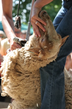 [Fête de la transhumance de Die : démonstration de tonte]