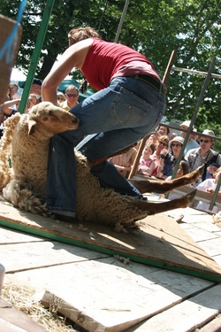 [Fête de la transhumance de Die : démonstration de tonte]