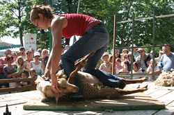 [Fête de la transhumance de Die : démonstration de tonte]