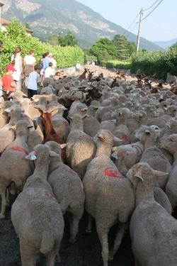 [Fête de la transhumance de Die : le grand passage du troupeau à travers la ville]