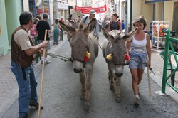 [Fête de la transhumance de Die : le grand passage du troupeau à travers la ville]