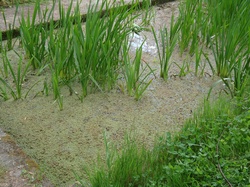 [Parc pédagogique de la Cressonière à Vaise : bassin de cresson]