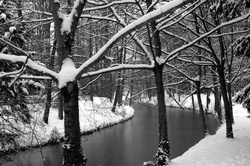 Lac et arbres sous la neige