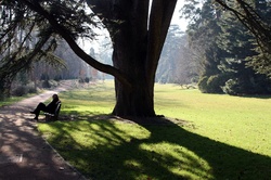 Banc à l'ombre d'un arbre