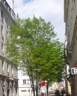 Végétation urbaine, l'arbre urbain