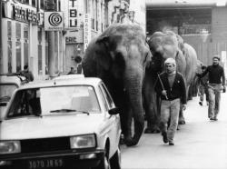 [Déplacement d'éléphants sur le cours de Verdun]