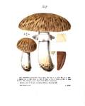 Catalogue raisonné des champignons supérieurs…