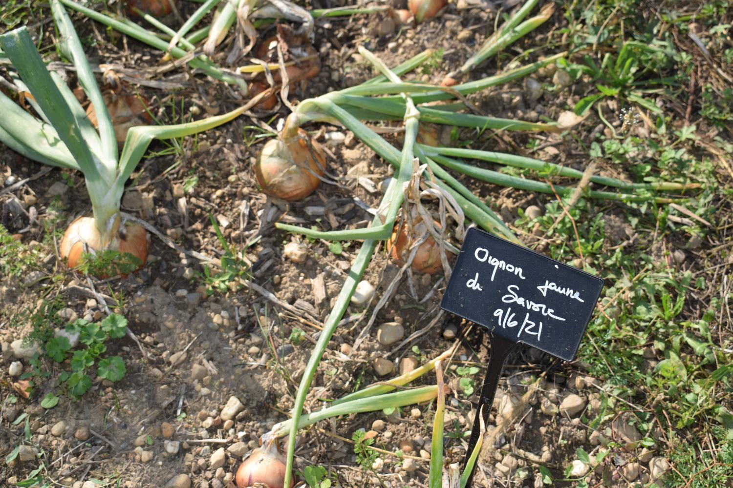 Domaine Melchior-Philibert, Charly