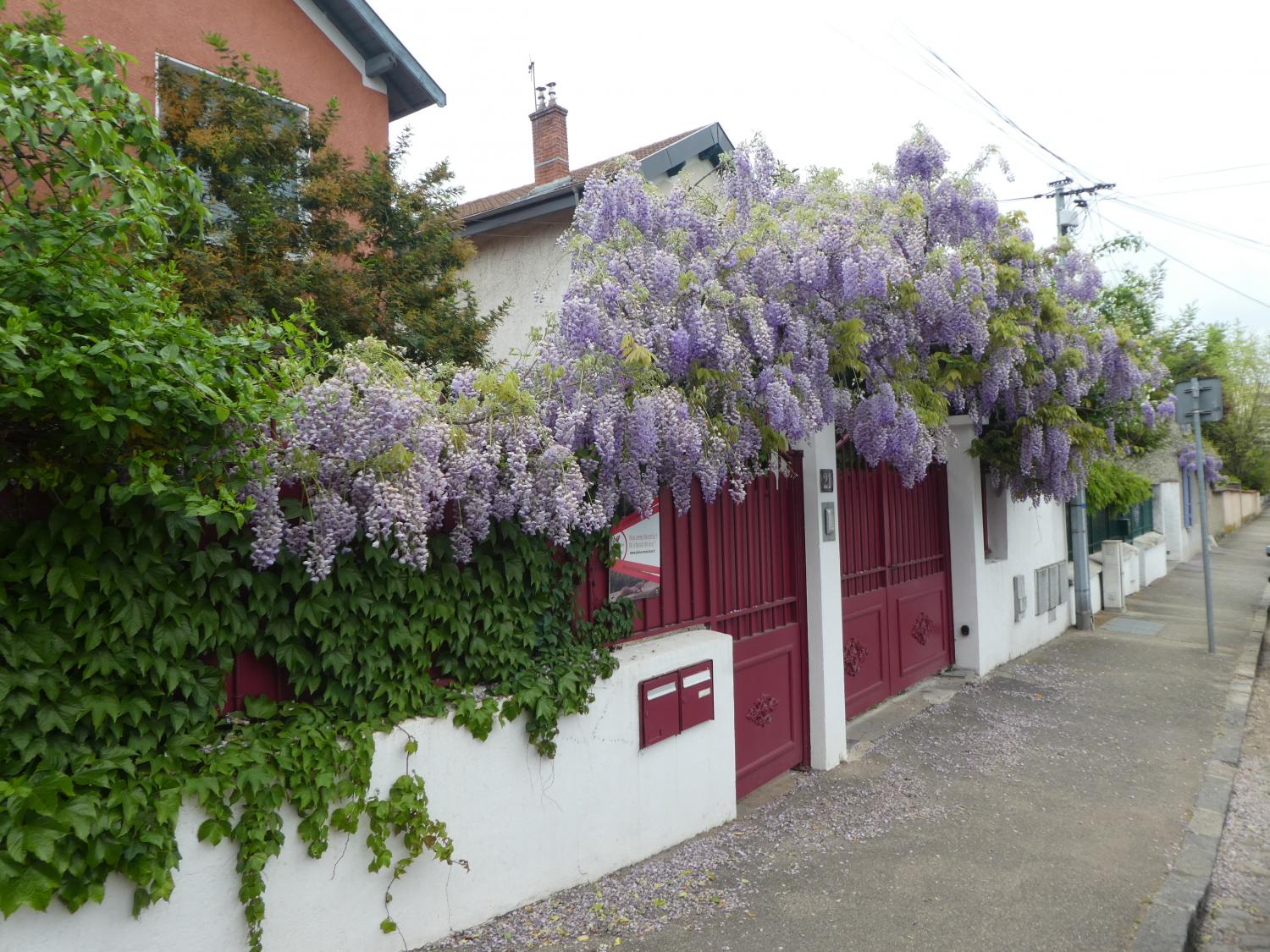Glycines, rue des Peupliers (Montchat)