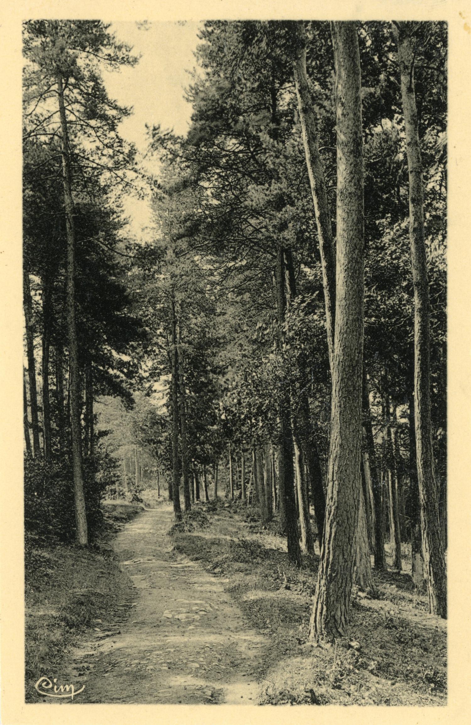 Duerne (Rhône). - Un sentier à travers les bois. - Au moulin du Pêcher