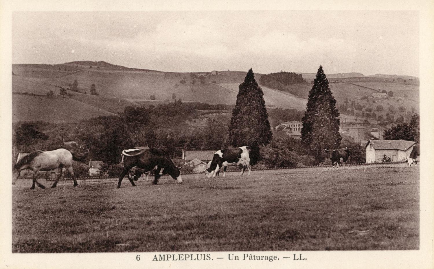 Amplepuis (Rhône). - Un pâturage
